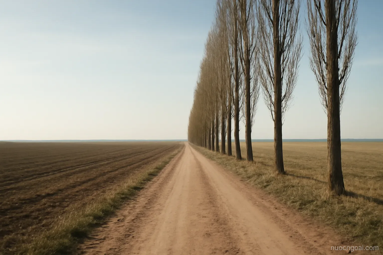 Flat farmland to a straight horizon, rows of poplars beside a dirt road under wide pale sky