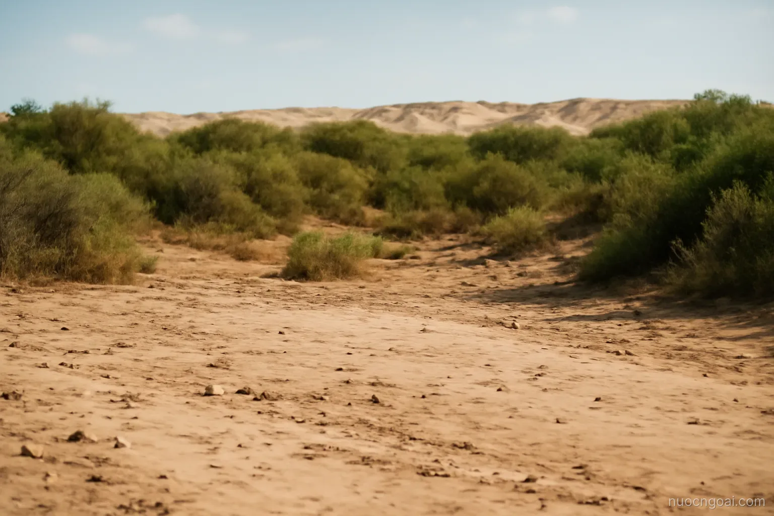 A dry riverbed crossing from pale sand into green thorn scrub with low dunes on the horizon