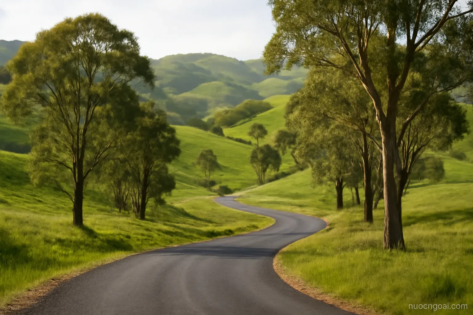 A green upland valley of rounded hills with a single tarred road winding between stands of eucalyptus
