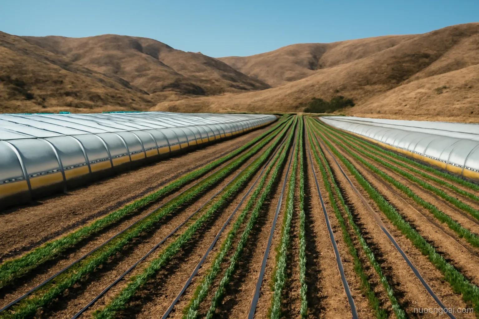 Rows of greenhouses and drip-irrigated fields stretching across dry hills under bright cloudless light