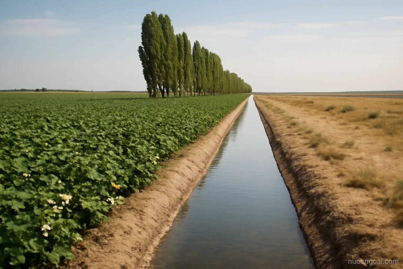 Irrigated cotton fields meeting dry steppe, poplar windbreaks and a canal running straight to the horizon