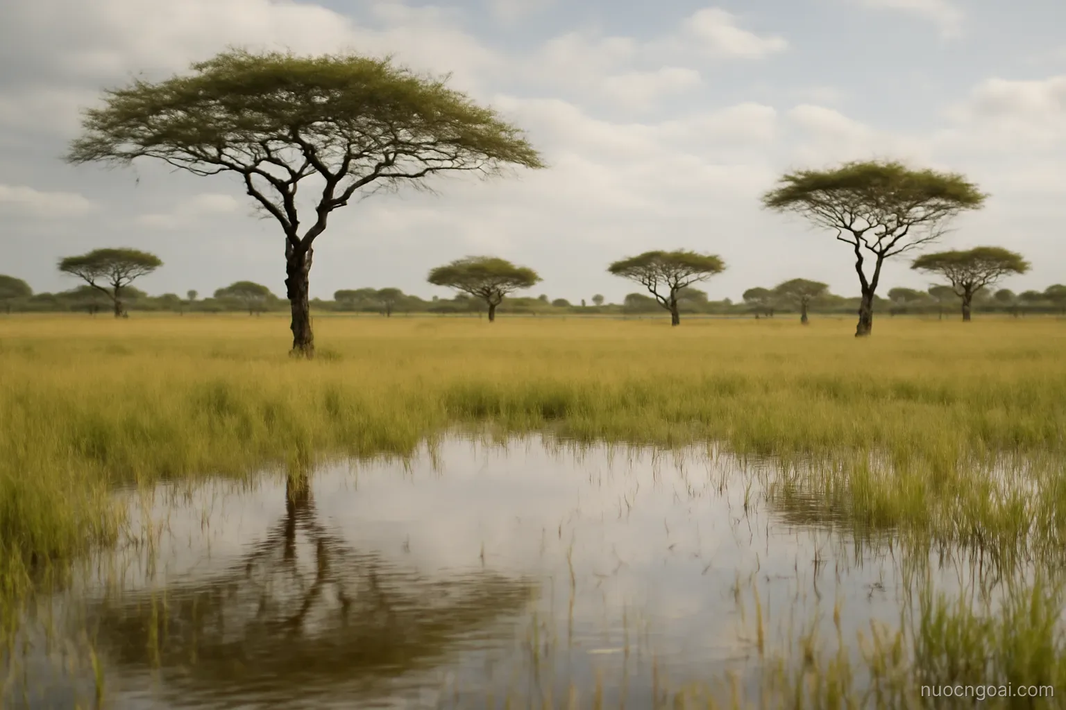 A flat floodplain of tall grass and scattered acacia with standing water reflecting an open sky