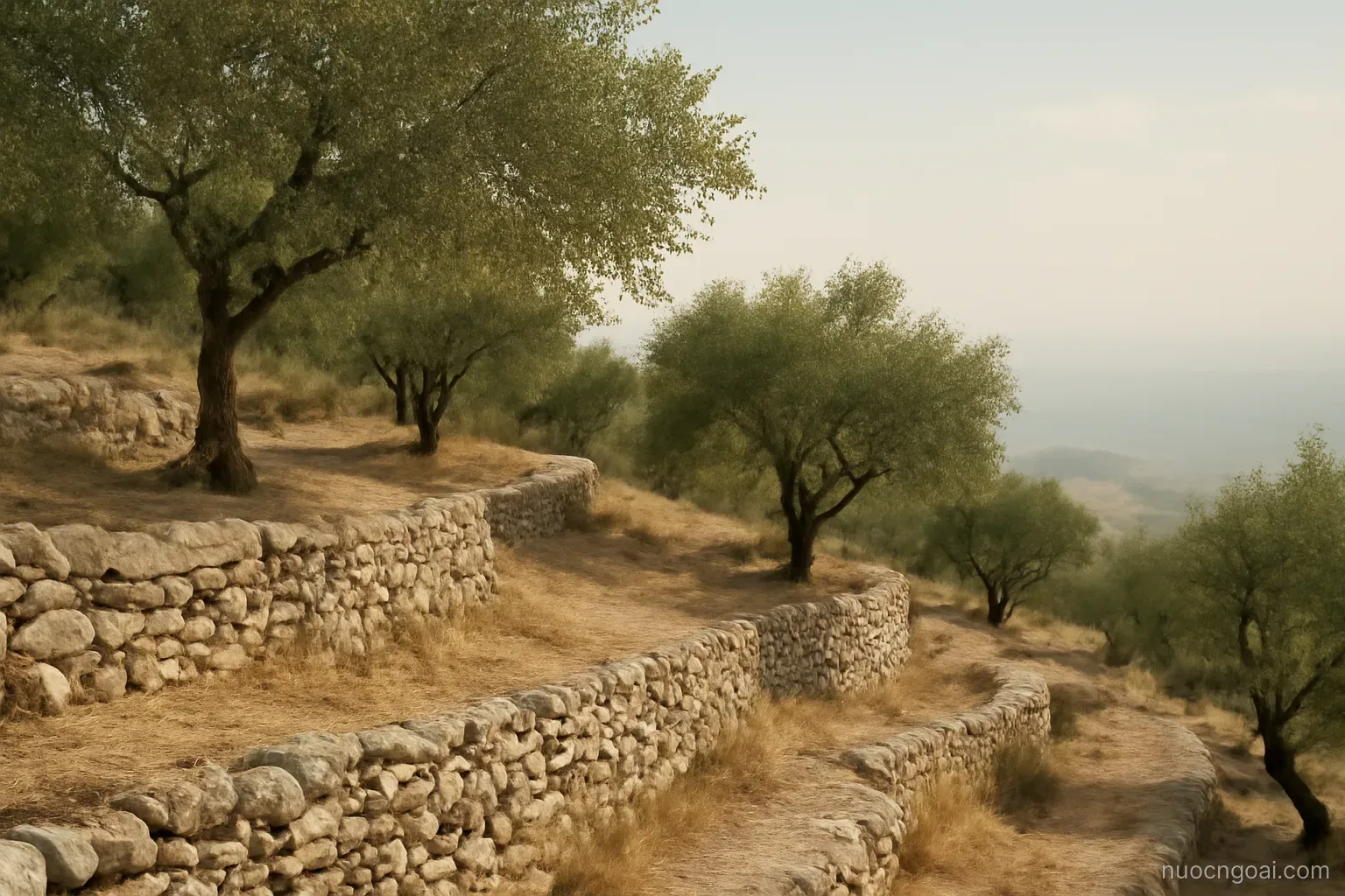 An olive terrace on a limestone hillside with dry stone walls stepping down toward a hazy plain