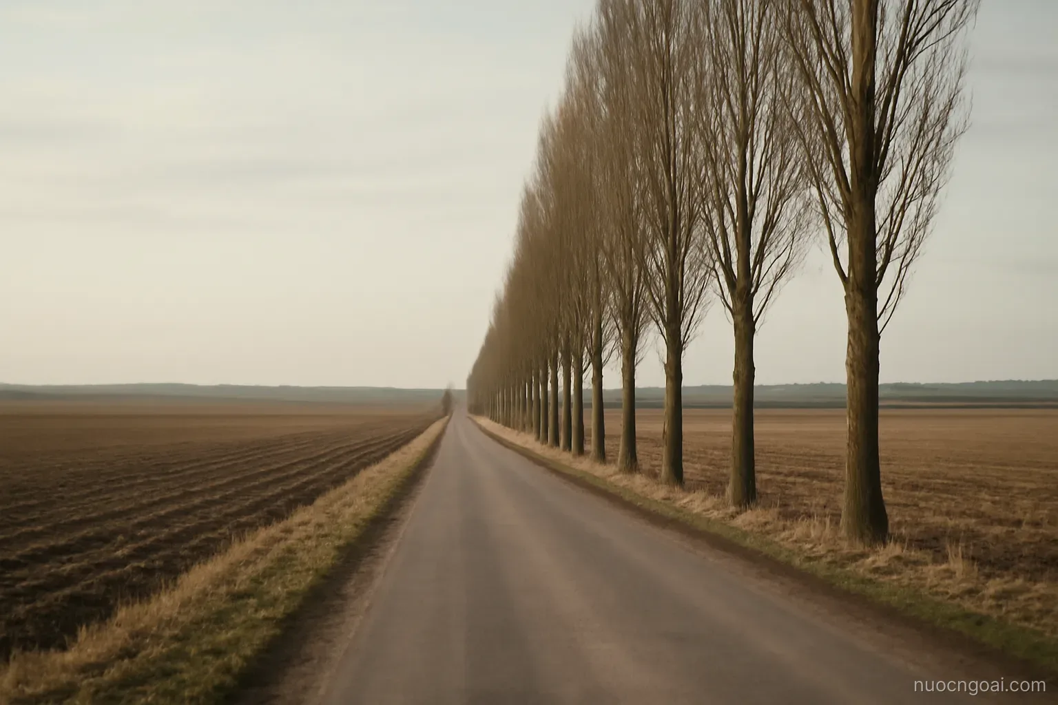 Wide flat farmland under a pale sky, a line of poplars along an empty road toward the horizon